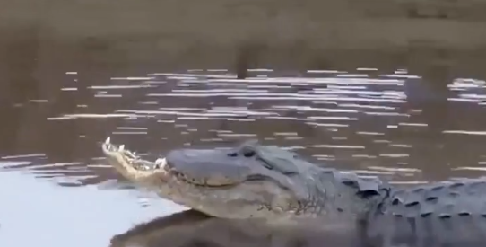 鳄鱼 4件最不可能却真实存在的事,无头的鸡、半张嘴的鳄鱼!