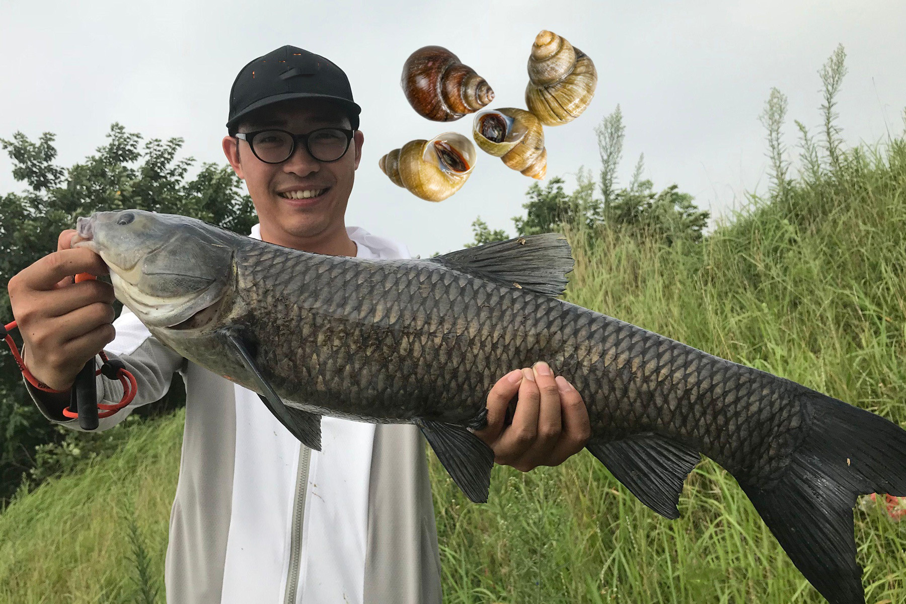 饵料|怎样泡螺蛳才能让其钓青鱼的效果最佳?钓青鱼泡螺蛳的几个关键点