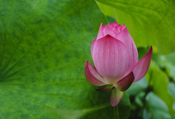 属龙|6月开始，4属相横财大发，桃花旺盛，事业顺利，富贵双全