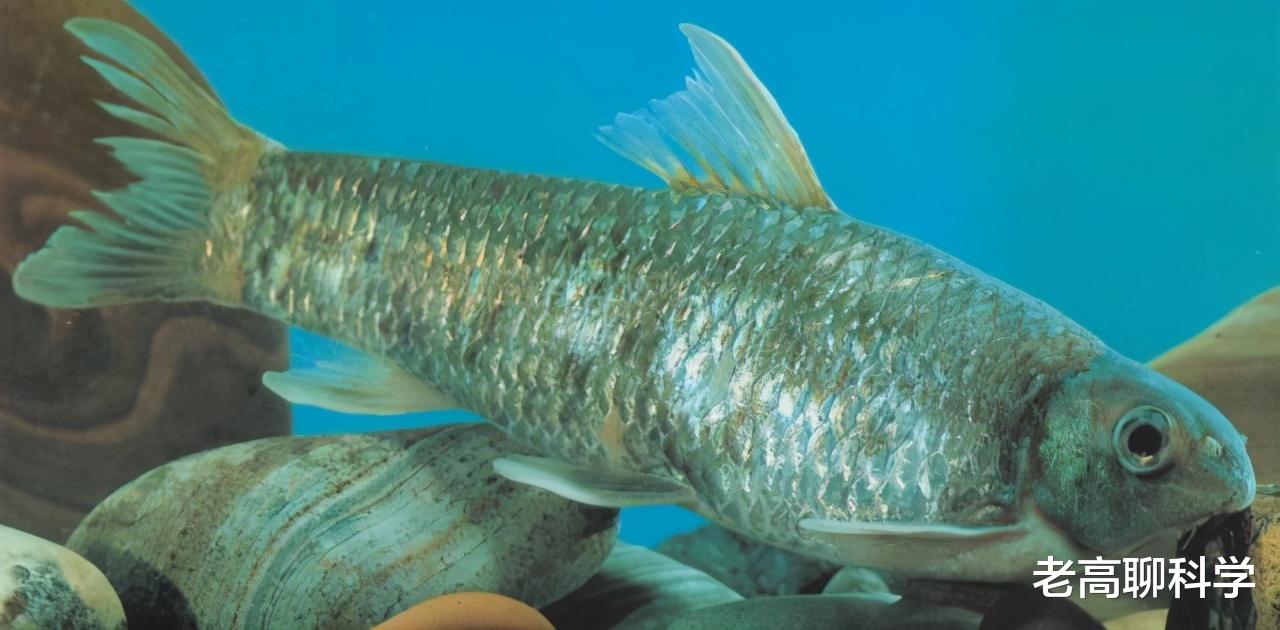 洱海 洱海的“贪心”：2次引入外地鱼，土著鱼崩溃，坐实西瓜换芝麻？