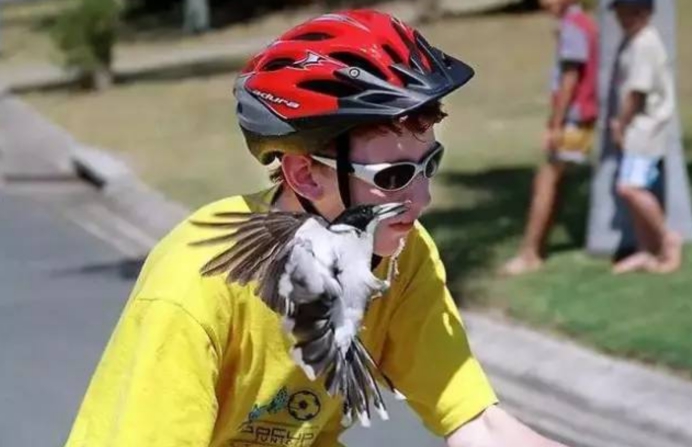 新型冠状肺炎 气候异常让动物开始攻击人类？澳洲女婴因喜鹊袭击死亡，太痛心了