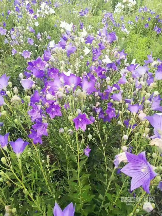 哈尔滨新闻网 「美丽的节日勤劳的人」小岭种下500亩花海，牡丹和芍药6月中旬开花