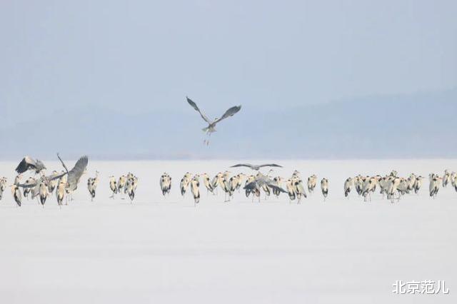 北京范儿 候鸟陆续返京，它们将在这几个地方\＂打尖儿\＂，周末出游不愁了