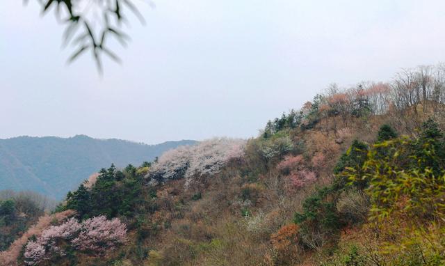 鼋头渚 离杭州2小时车程，满山野樱花已盛开，顶峰更有奇石，踏青好地方