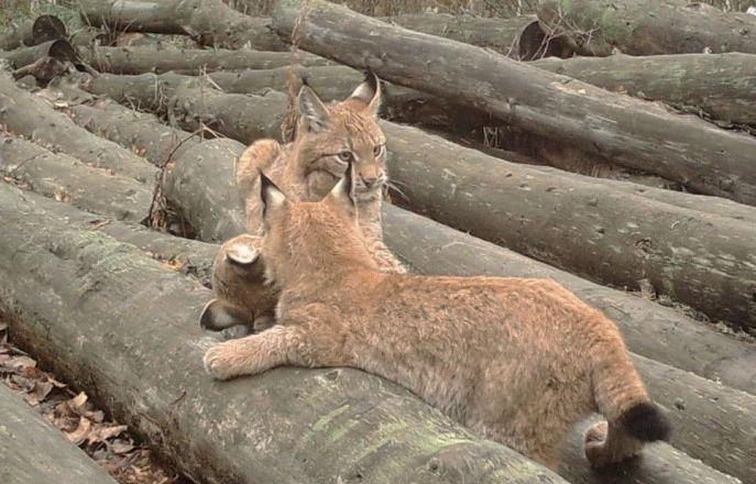 猞猁如何反杀狼群?防御无懈可击,进攻心狠手辣,杀到断子绝孙