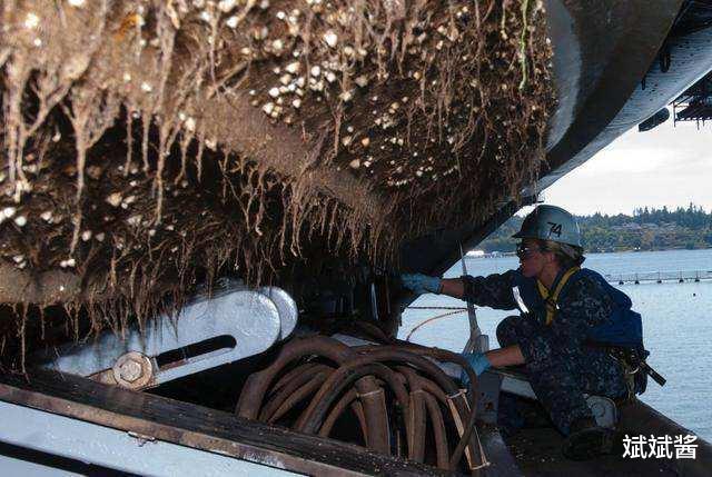  为何很多海洋生物最讨厌的生物是鹅颈藤壶？