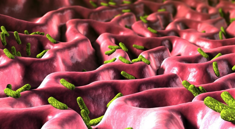 膳食纤维|天然“抗生素”被发现，不是大蒜，敞开吃，杀菌消炎胃舒坦