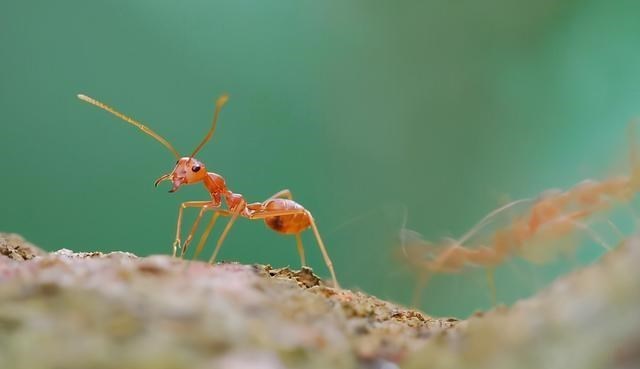 家有二宝育儿|罕见！广州海珠湿地公园发现稀有昆虫新物种，暗示了什么？需监督