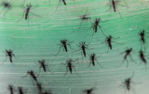 蚊子 夏天印象生物——蚊子为什么冒着生命危险也要吸你一口血