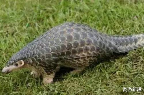 韵游新疆 湖南的穿山甲，全身鳞甲，不易攻破哦！