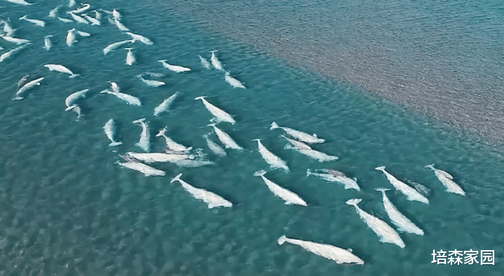 航天员 白鲸，海洋中的金丝雀