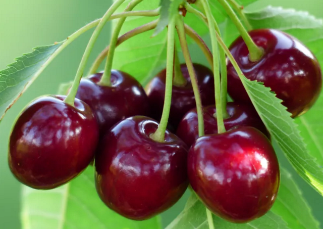 车厘子 成都2h“车厘子”小镇：几十块吃到饱，风景好，人也少！