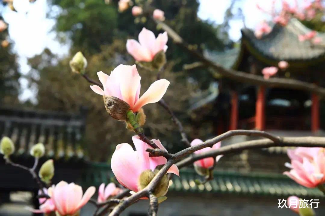 玖月旅行 世界唯一一株！陕西400多岁的古旱莲开花了，被誉为“植物熊猫”