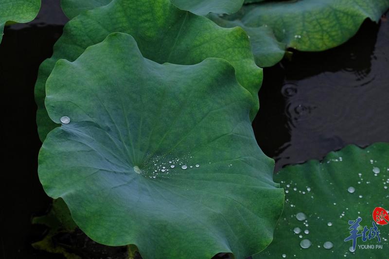 羊城派 ?立夏·街拍丨明亮如夏的笑容，是奖给广州的“小红花”