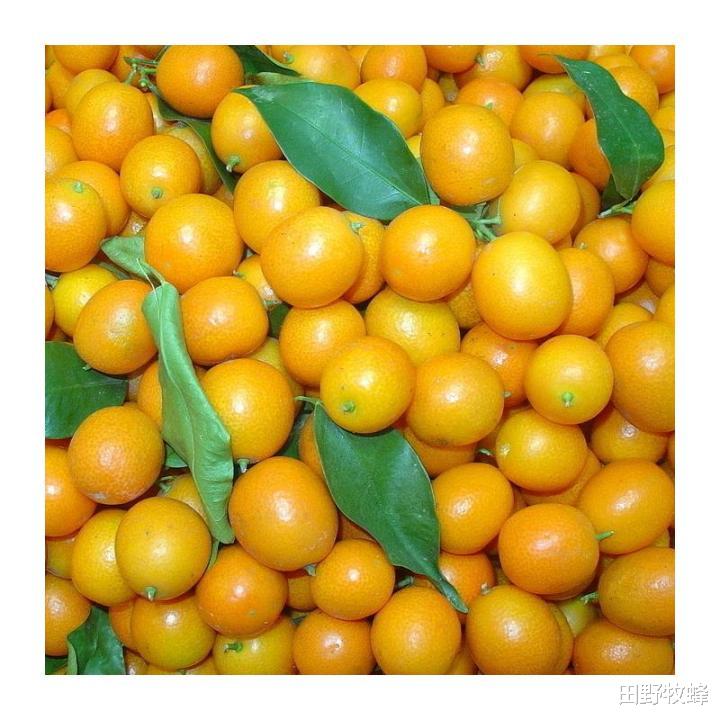 田野牧蜂|蜂蜜腌制金桔的做法,怎样做好?