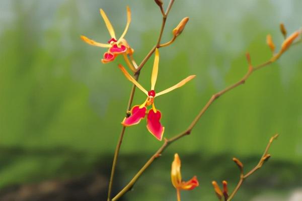 都市时报 天赐云南的宝贝！你认识几种↓↓↓