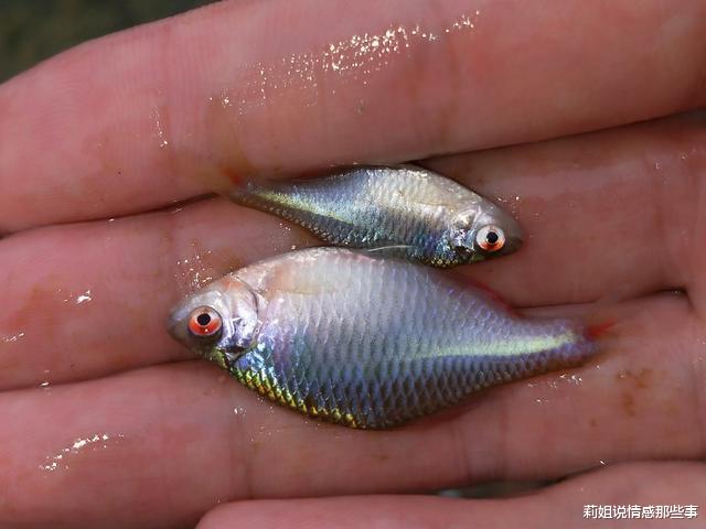 |江苏鳑鲏鱼“大爆发”，有人半天钓了一小桶，钓鱼人：谁钓谁头疼