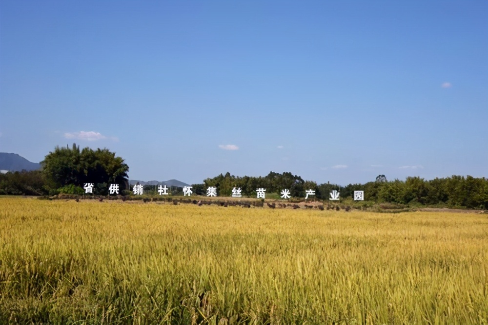 百谷网销 广西将新建150个现代特色农业示范区