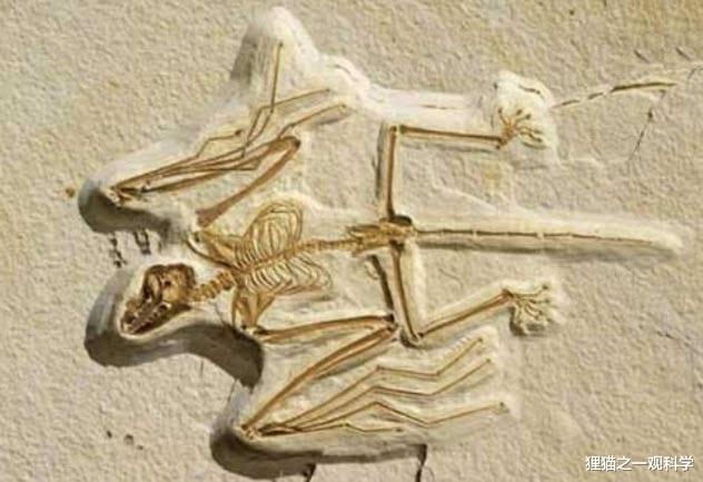 蝙蝠 仅一米高的大象？280种动物的共同祖先？盘点最奇特的6种史前动物