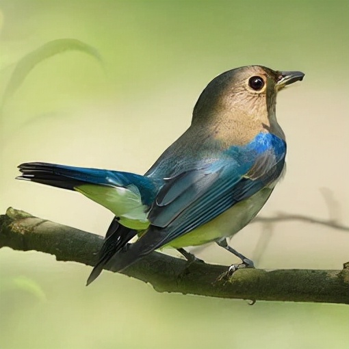  蛇在冬眠时会“任鼠宰割”？毫无还手余地？蛇一定要冬眠吗？