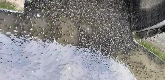 洞庭湖|洞庭湖出现神奇的一幕，上万条野生鱼聚集在一起，为啥没人敢捞？