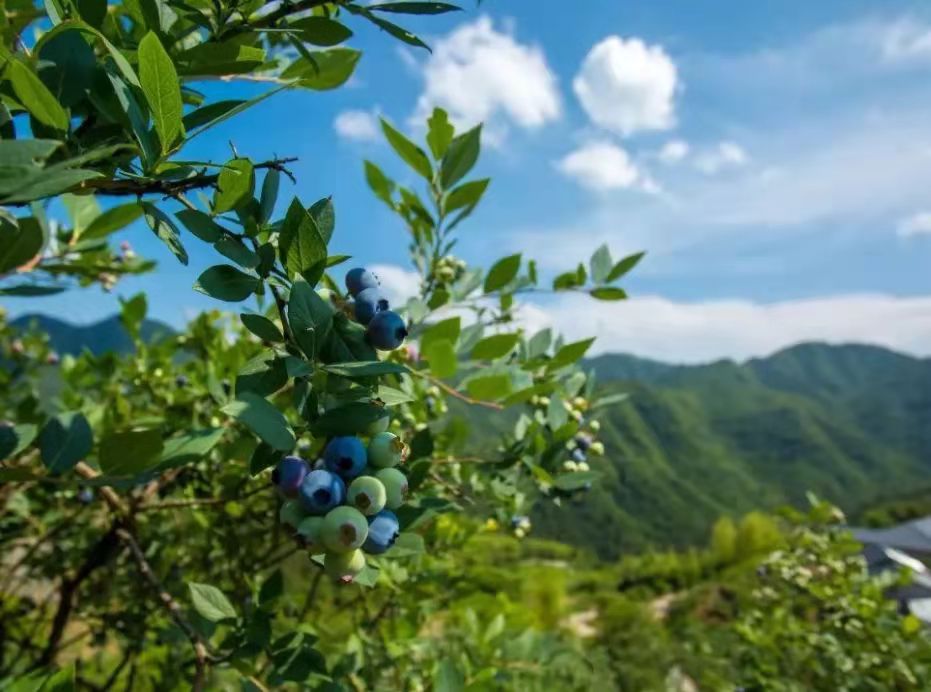 抗氧化剂 紫檀芪，生物活性更高的抗氧化剂！