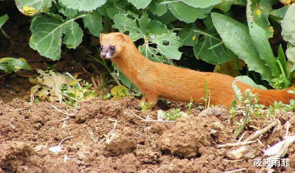 霍金 动物被自己天敌属性克制的程度有多么恐怖？