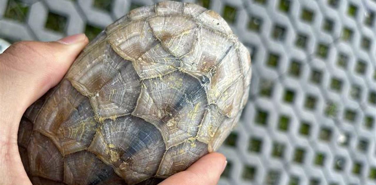 珠江|珠江边刚放生的鱼和龟，转眼就被钓鱼人捞起来，到底问题出哪了？