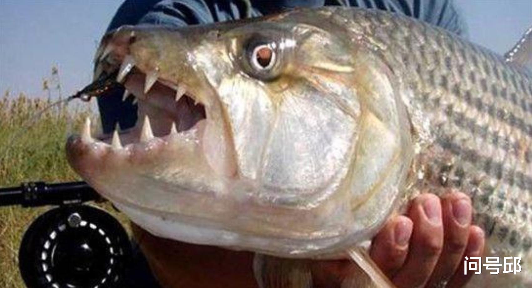 食人鱼 12个食人鱼的事实：让你深入了解这种可怕的鱼也有温柔的一面