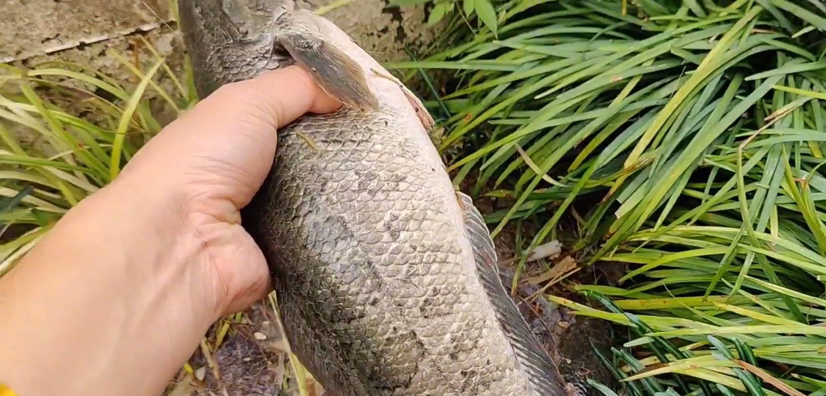 黄浦江|黑鱼随便捞？黄浦江边黑鱼乱窜，捞鱼的大爷：都是“念经鱼”