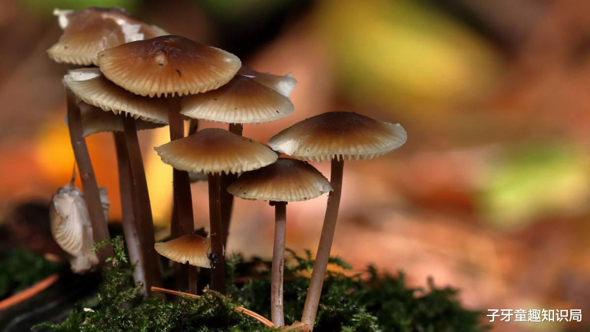 灵长类最凶狠的猴科:山魈,又称山中\鬼怪\狮子都要礼让三分!