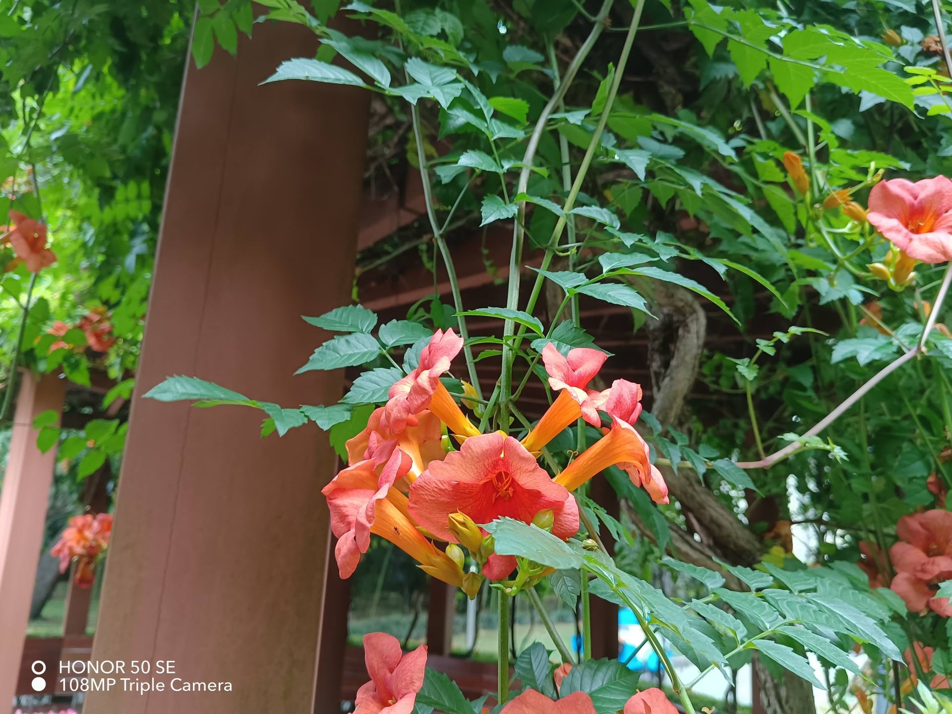 華為榮耀|榮耀歸來誠意之作！榮耀50SE測評：邊框最窄直屏手機，真香