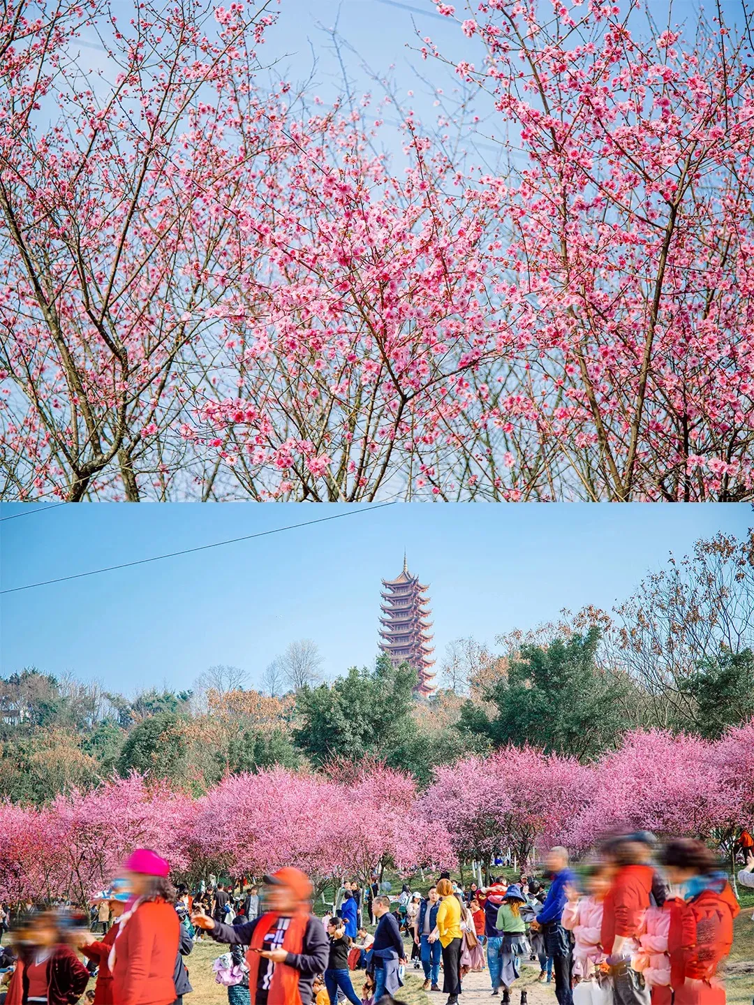 重庆 洪崖洞out了！重庆最诱人的7个踏青地，原来藏在……