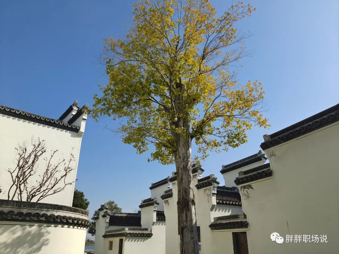 创业|懂得“示弱”，是职场奋斗的大智慧