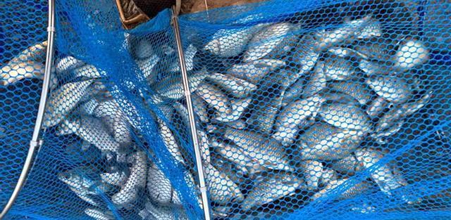 河南|3个人一次钓获鲫鱼40斤,河南一排水沟鲫鱼泛滥,网友:适当索取