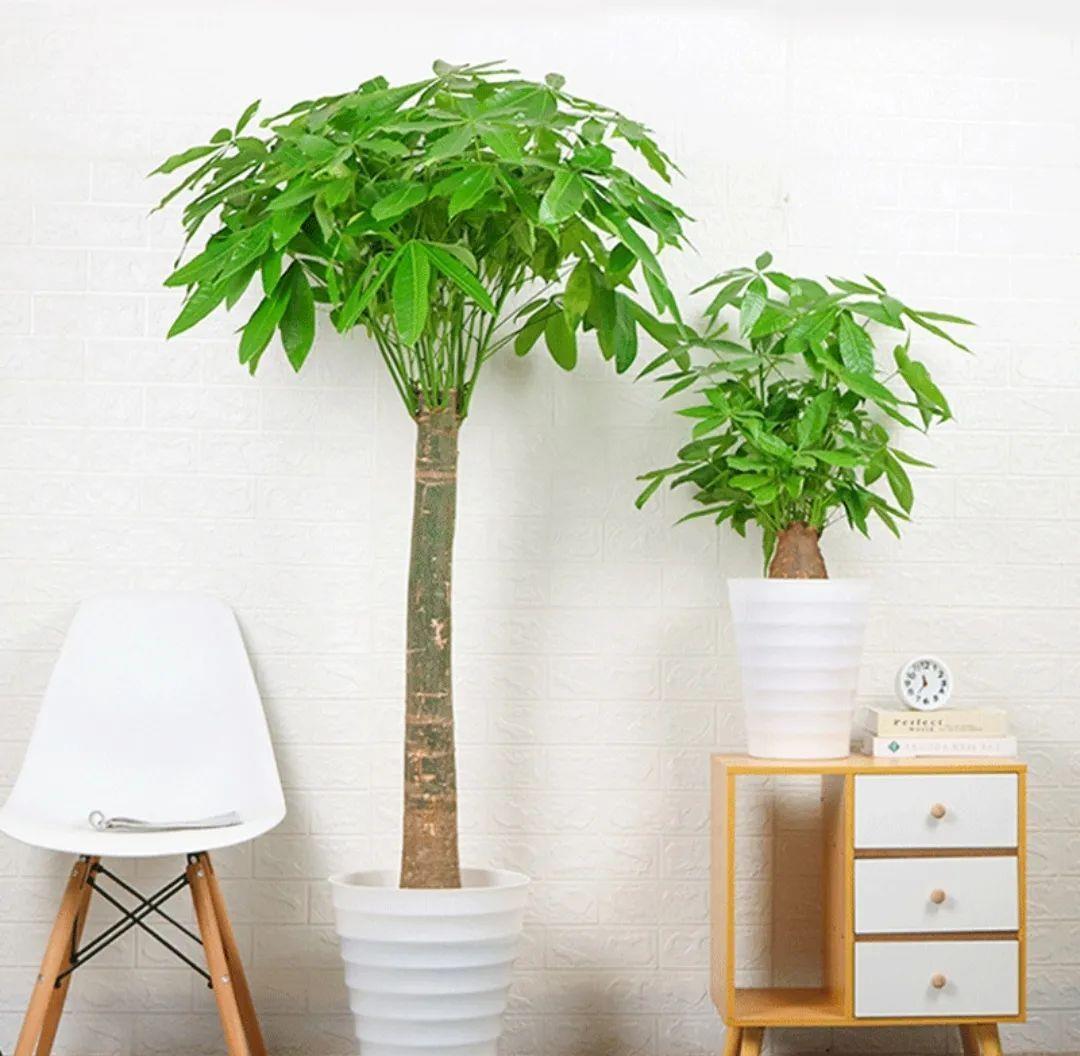 种上阳台|装饰家居摄人心魄的8款大型室内观叶植物，一摆立现“宜家风”！