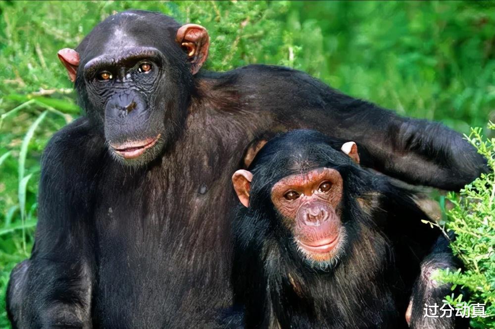 Nature|全球最胖的10个动物，美国出现500公斤的狮虎兽，打破吉尼斯纪录