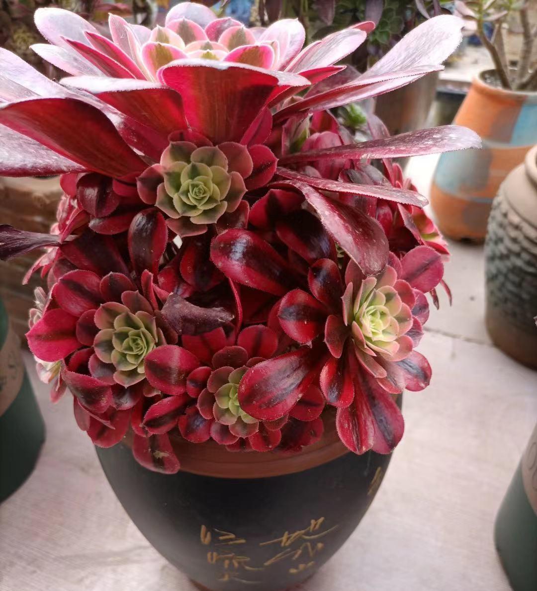 向阳园艺 灯没白买，电费没白花，养多肉不惜花费重金，1个月电费200块