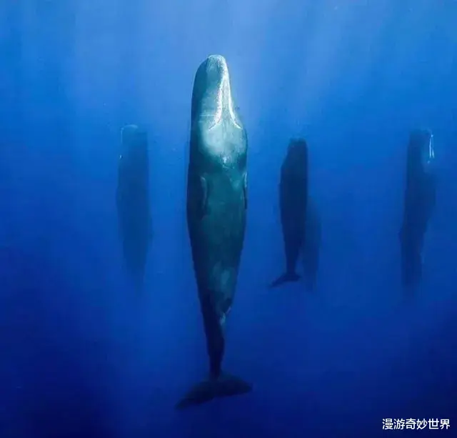 交易 抹香鲸站着睡觉，座头鲸会织网…30张冷知识动物图，带你领略大自然的神奇！