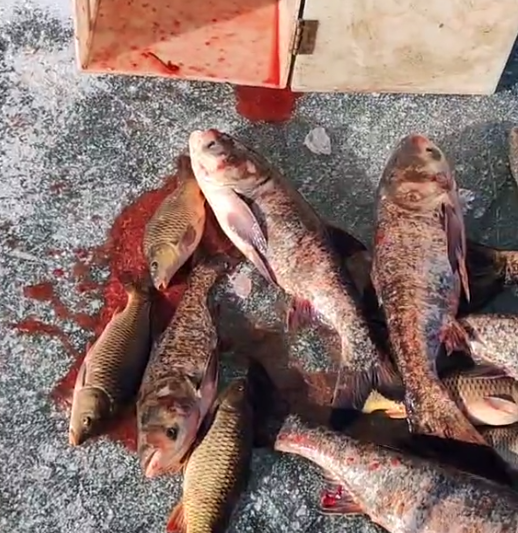 唐山|唐山钓友坠入冰窟，冰钓危险有人却乐此不疲，水性再好冰上也无用