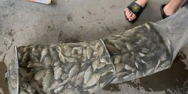 上海市|上海“鲫鱼之战”，一天能钓七八十斤！盛宴过后却是一地鸡毛