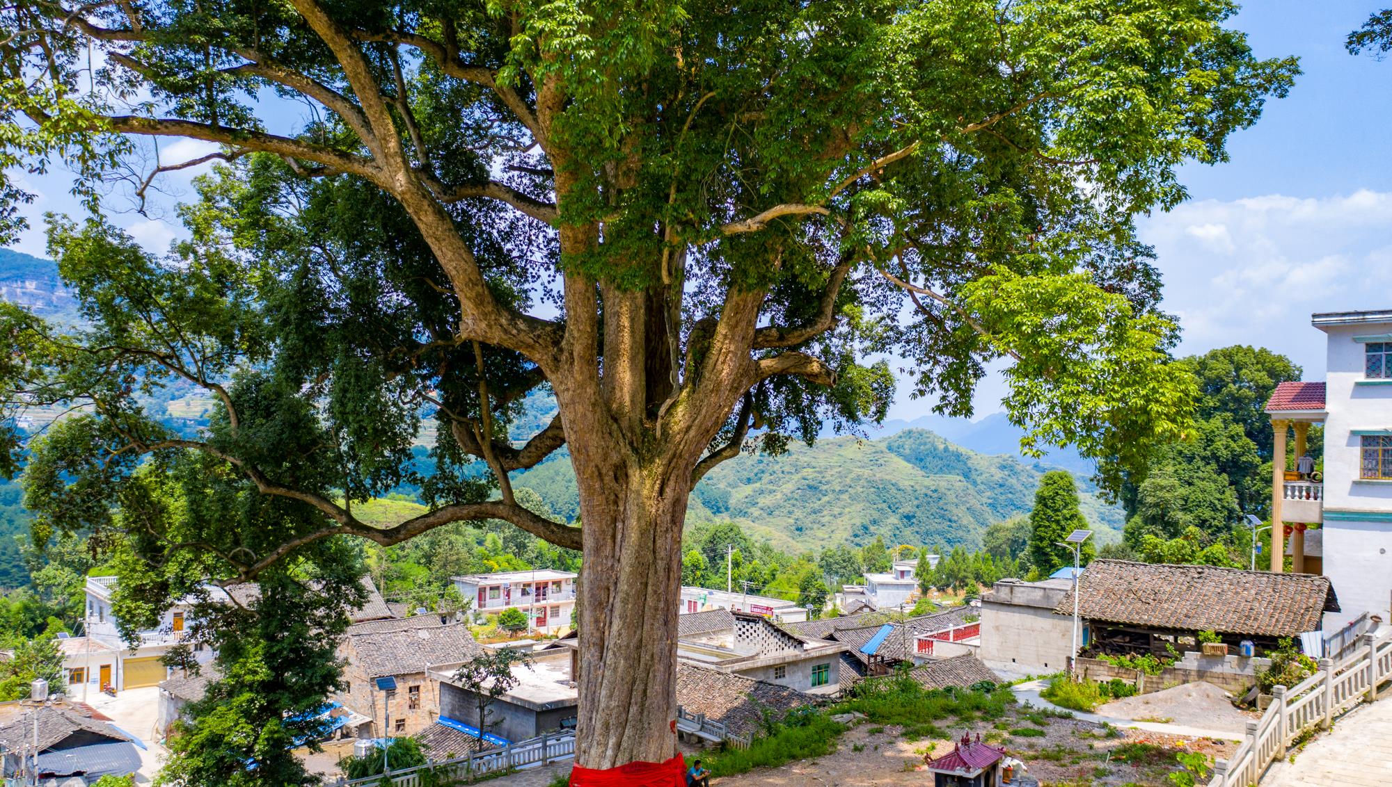 长脖子爸比说|贵阳发现4300年金丝楠木，因渡劫失败被火焚烧，如今价值上亿元