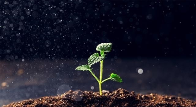 南极 南极磷虾每年被吃掉至少2亿吨，为何至今还没有灭绝？