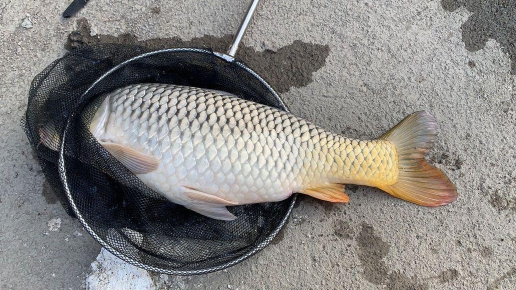 饵料|秋季用玉米钓不到鱼的几种原因，其实都可以避免，只怪自己太懒！