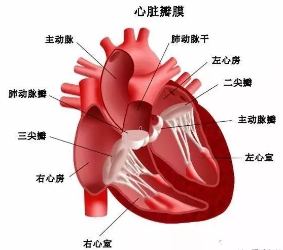心脏|“心门”有4扇，出了问题怎么办？