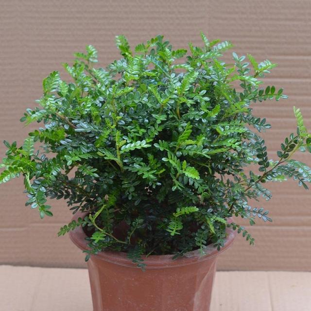 5种“香香花”摆在卫生间,臭味通通跑光,跟喷了香水儿似得