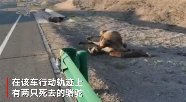 诺顿 后排系了安全带仍旧遭遇不幸，“大脚婶”遇难给我们的安全警示