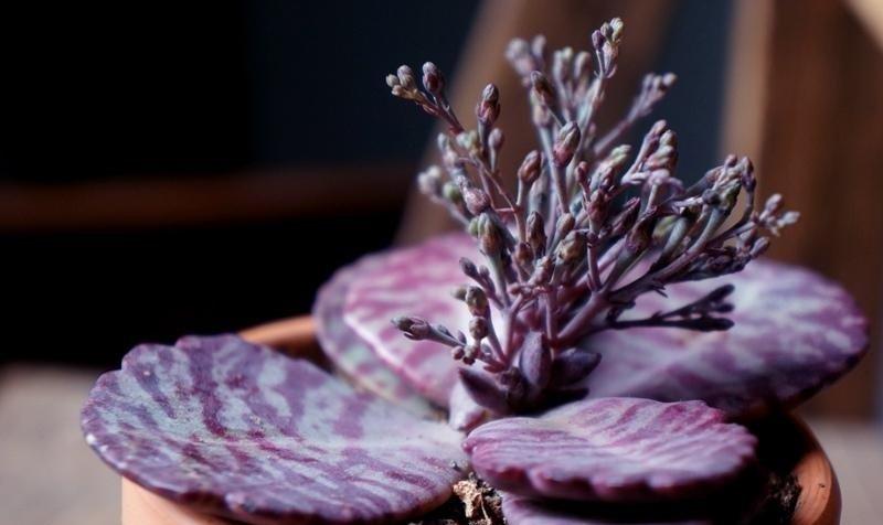 园艺印象|多肉江户紫与落地生根同科同属,一样好养、接地气