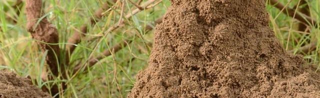 红火蚁|河边钓鱼：一脚踩到红火蚁的窝，瞬间被咬8口，滋味到底如何？