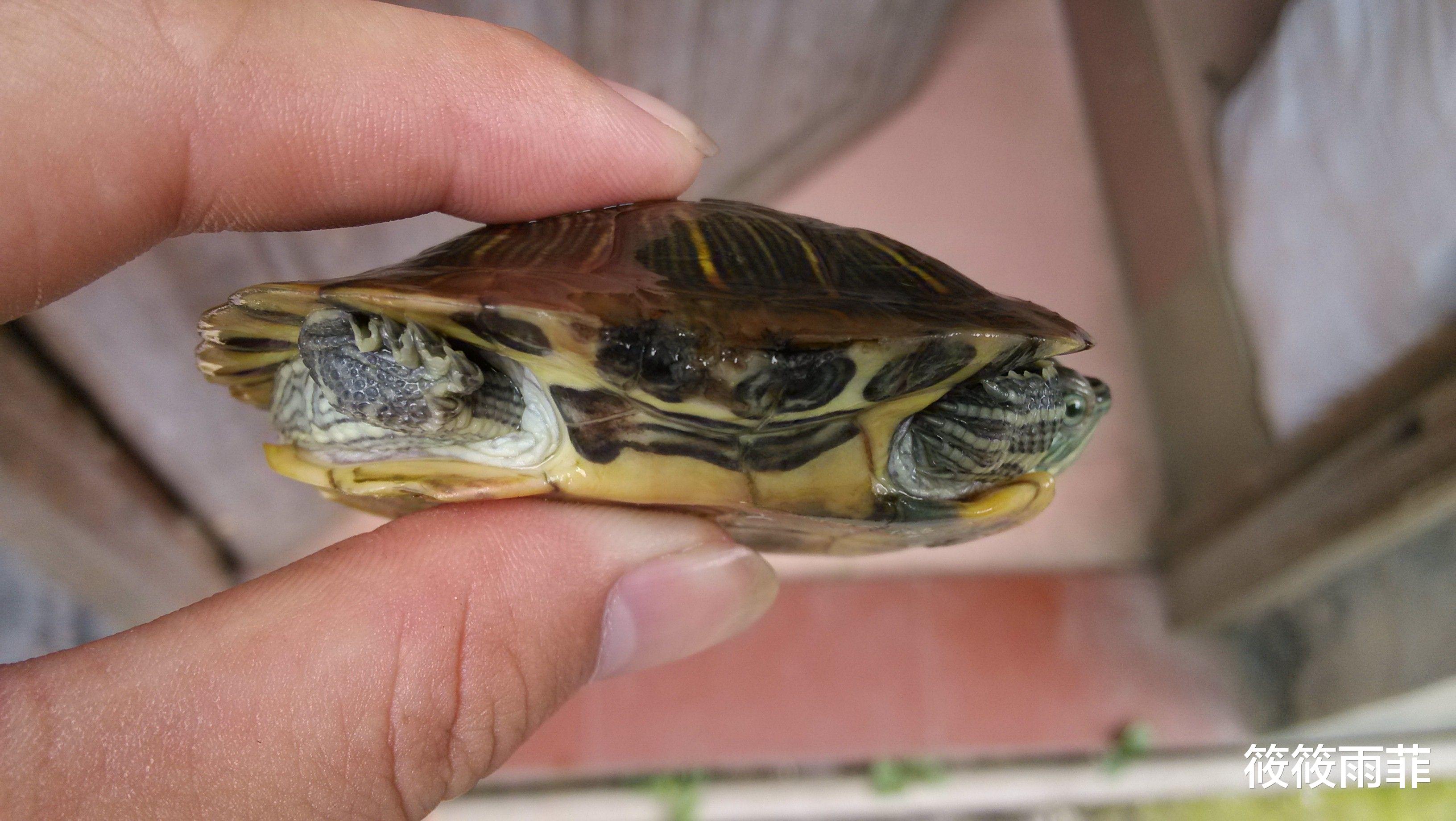 占卜 乌龟如果被人为撬开了壳，还能存活吗？可以活多久？